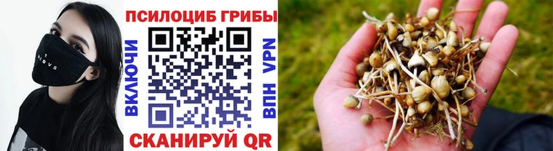 OMG как войти Королёв Псилоцибиновые грибы прущие грибы как найти наркотики